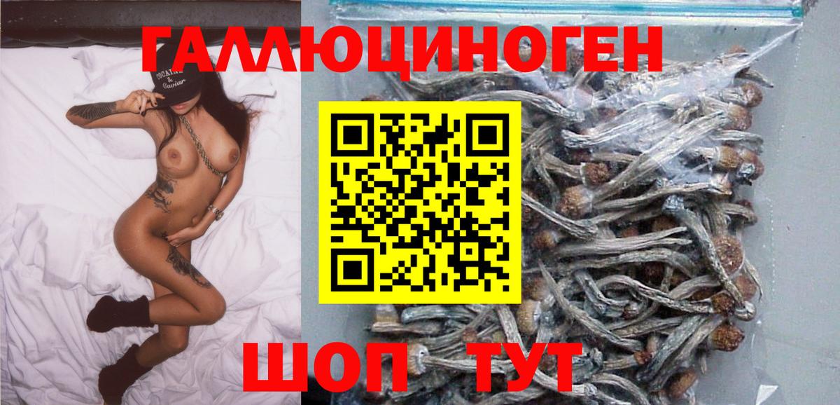 Галлюциногенные грибы Psilocybine cubensis Лесосибирск